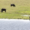 BWA NW Chobe 2016DEC04 NP 024 : 2016, 2016 - African Adventures, Africa, Botswana, Chobe National Park, Date, December, Month, Northwest, Places, Southern, Trips, Year